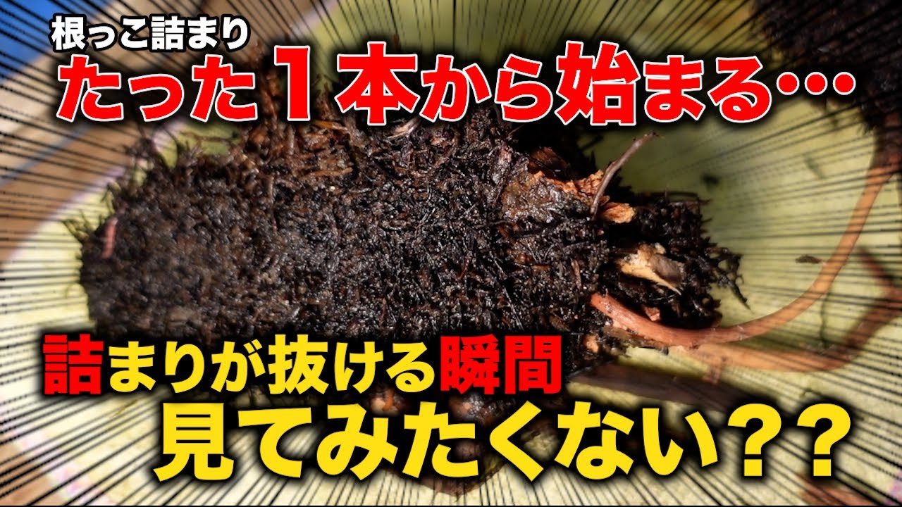 外桝がパンパン！中には大量の砂！？この詰まりが抜ける瞬間、見てみたくない？【花のお掃除 #427】