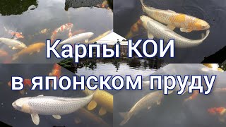 Карпы КОИ в японском пруду. The best relax movie. Koi.