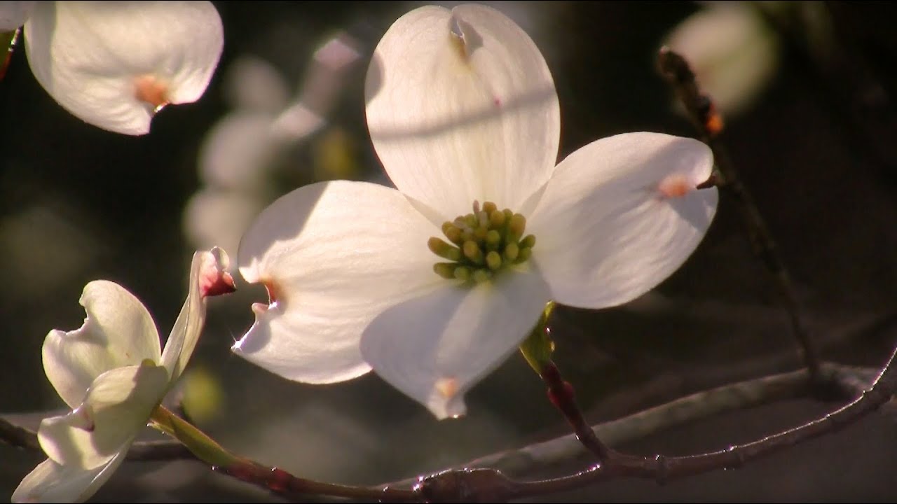 Dogwoods in Bloom, Great Smoky Mountains NP YouTube