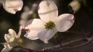 Dogwoods in Bloom, Great Smoky Mountains NP