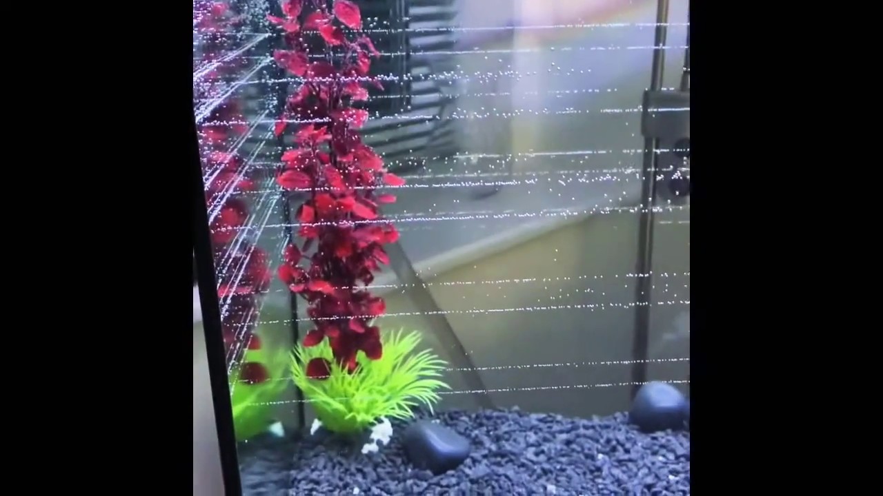 What’s in my fish tank unit atm!! YouTube