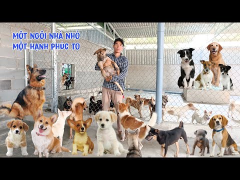 Video Vượt 800 cây số, xuyên đêm giải cứu các chú chó đáng... - youtube