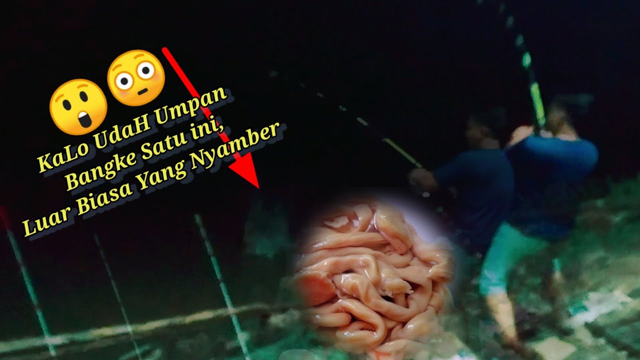 Wow Mancing Umpan Bangke Ini Ikan Apa Itu Luar Biasa Besar GiLaaa wow-mancing-umpan-bangke-ini-ikan-apa-itu-luar-biasa-besar-gilaaa