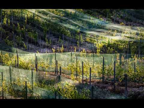 Sample Local Wines