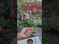ख़ुशी की बात रील वायरल हो गई आज#live#livingwithsunitasharma #live #gardeningwithsunita