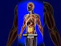 What's happening when you eat bananas sunndly|| #3d #3danimation #body #strong #strongertogether