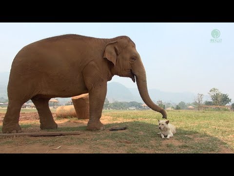 同居する犬と象  