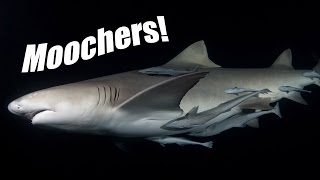 Shark Suckers (HD) | JONATHAN BIRD'S BLUE WORLD