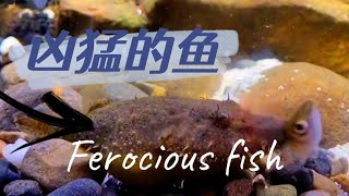 凶猛的毛毛狗头鱼Ferocious fish 