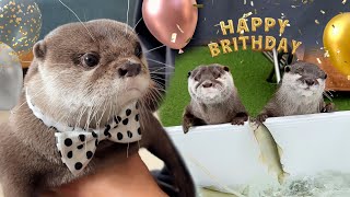 カワウソの誕生日にはじめて泳ぐ魚をあげたらびっくり大興奮！　Surprising My Otter with Live Fish for His Birthday