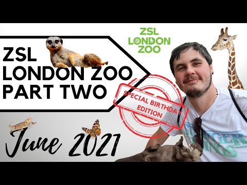 Video: Zoo ZSL V Londýne Každoročne Váži Zvieratá