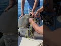 Boaters rescue sea turtle tangled in netting