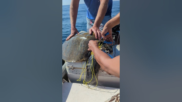 Boaters Rescue Sea Turtle Tangled in Netting