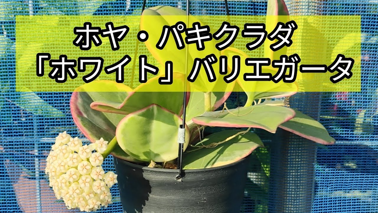 ホヤ サブクイントプリネルヴィス バー ニュームーン（パキクラダ