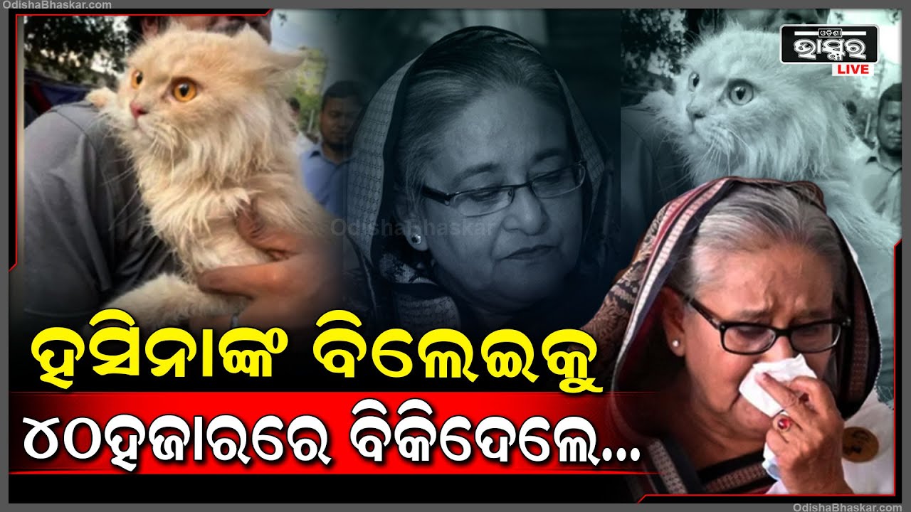 ବାଂଲାଦେଶର ପୂର୍ବତନ ପ୍ରଧାନମନ୍ତ୍ରୀ  ଶେଖ ହସିନାଙ୍କ ପ୍ରିୟ ବିଲେଇକୁ 40000ଟଙ୍କାରେ ବିକିଦେଲେ..