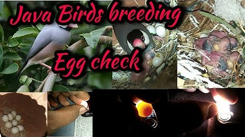 Java Sparrow birds breeding | Java birds egg check ||
