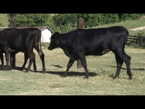 LOTE 21 - LEILÃO FAZENDA ORIENTE