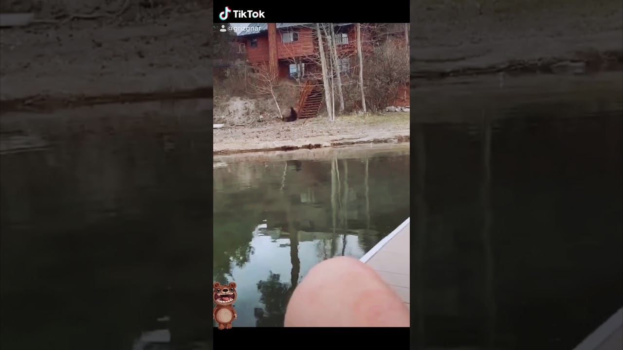 Bear falls out of tree!!! 😂😭💀