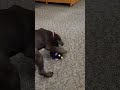 Puppy got a new toy 🐶