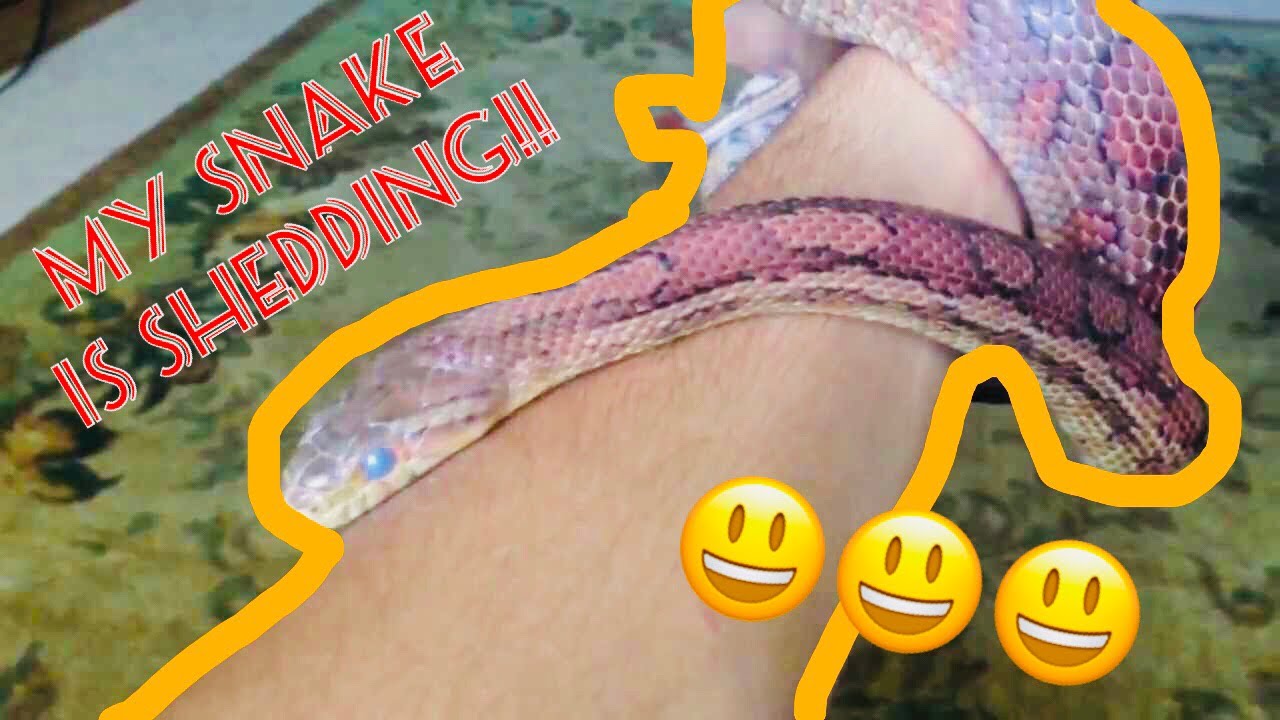 How to get your snake to shed