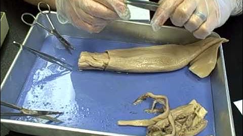 Squid Dissection