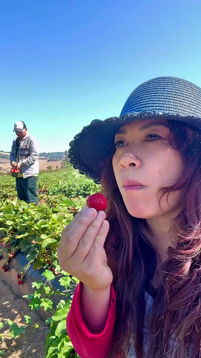 Strawberry picking
