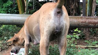 Pregnant on my dog trying to eating food