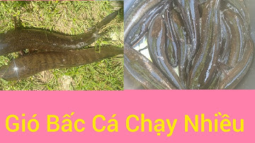 Thăm Lờ Cá Tập 10:Nay Nước Rút Với Lại Gió Bấc Trời Lạnh Lạnh Cá Bắt Đầu Chạy Nhiều