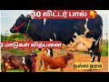 3 மாடுகள் விற்பனை @Lakshmi-dairy-Farms #cow #sales #good #farming #farmer #dairy #milk #hf #jersey 