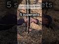 Ring Workout for Chest, Shoulders & Cardio | Functional Calisthenics #shorts