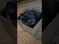 Jednak się zmieścił. Gacek w małym pudełku. #cat #cute #blackcat #greycats #funny #box