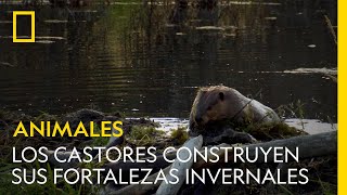 Así construyen los castores sus fortalezas invernales | NATIONAL GEOGRAPHIC ESPAÑA
