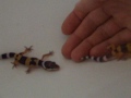 Screaming Baby Leopard Gecko