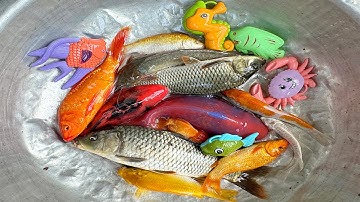 Kem Chanel lái công nông bắt cá trong chum có cá chép, cá vàng, cá trê, con vịt, ếch pac man, rùa