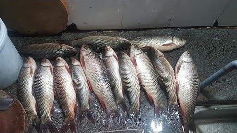 Bài mồi đặc trị cá trôi cực hiệu quả - Hướng dẫn chi tiết nhất - làm một lần câu được mấy tháng.