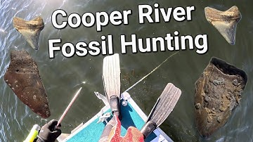 Fossil Hunting In The Cooper River SC