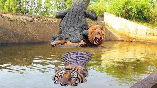 Big Cat Powerful Become Prey Of The King of Swamp - Crocodile vs Tiger, Cheetah, Lions, Leopard