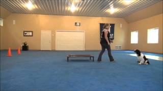 Celia (Springer Spaniel) Dog Training Demo Minneapolis