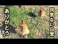 【ニワトリ飼育】何気ない日常、ありがとう！今年もありがとうございました #107