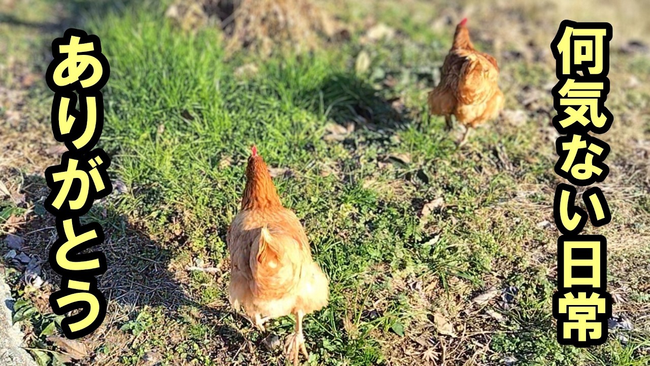 【ニワトリ飼育】何気ない日常、ありがとう！今年もありがとうございました 