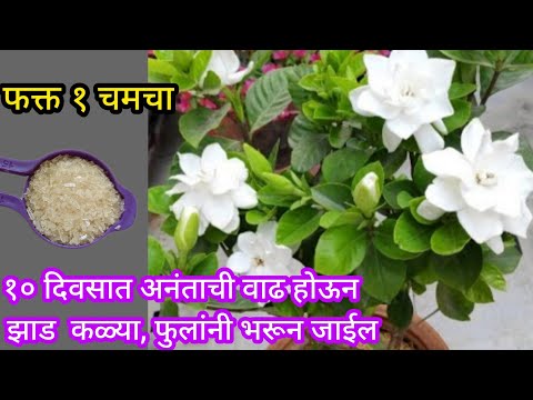 या वस्तूच्या वापराने अनंताचे झाड फुलांनी भरगच्छ होईल||Organic fertilizer||#spgardeningmarathi