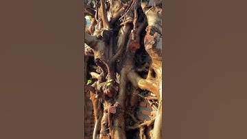 Tiểu cảnh bonsai cổng làng công nghệ hướng quê #bonsaitihon #khanhbonsaibinhdinh