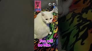 RIP Oliver Tree #rip #olivertree #grutube #catdad #catlife #catvibes #yinyang #cutecats #meow #fyp