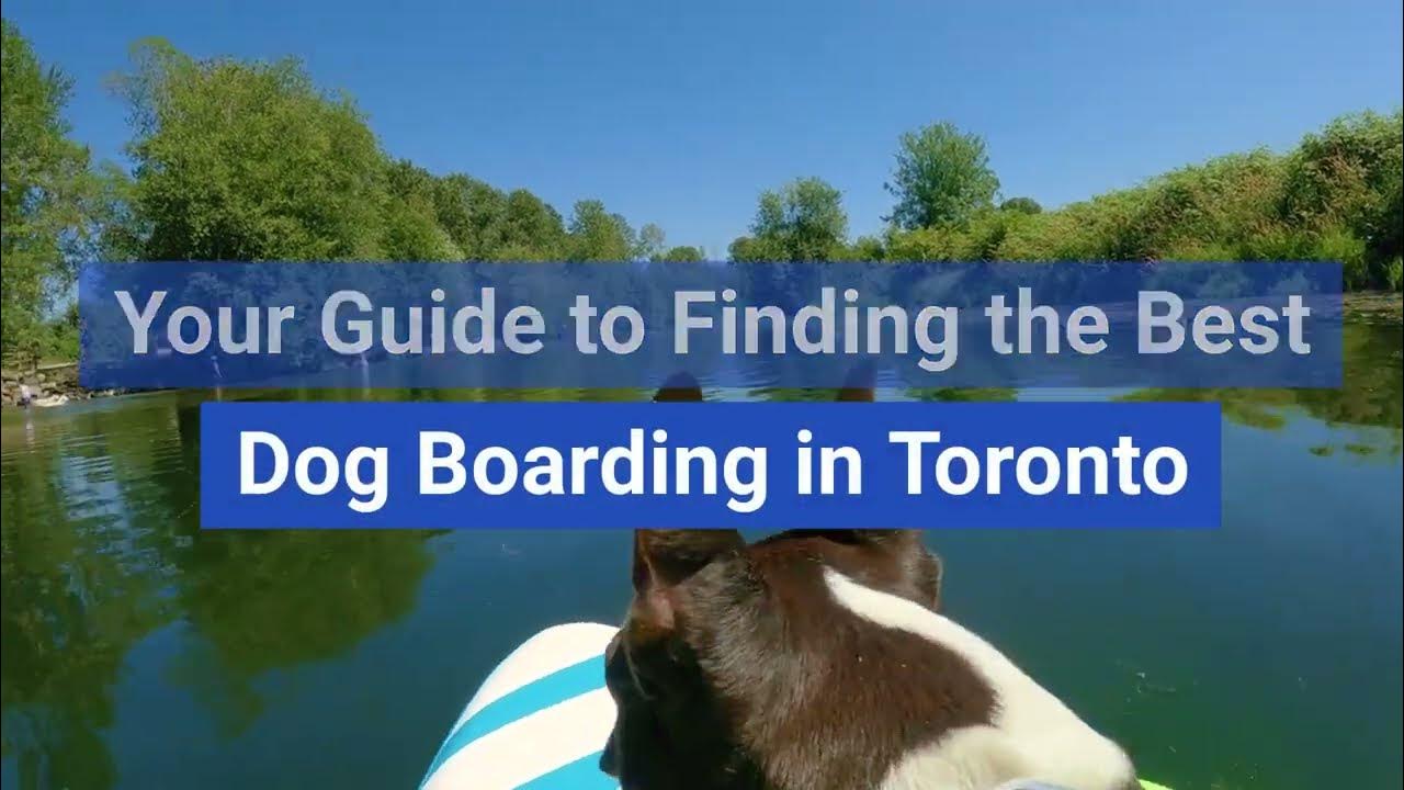 your-guide-to-finding-the-best-dog-boarding-in-toronto-youtube
