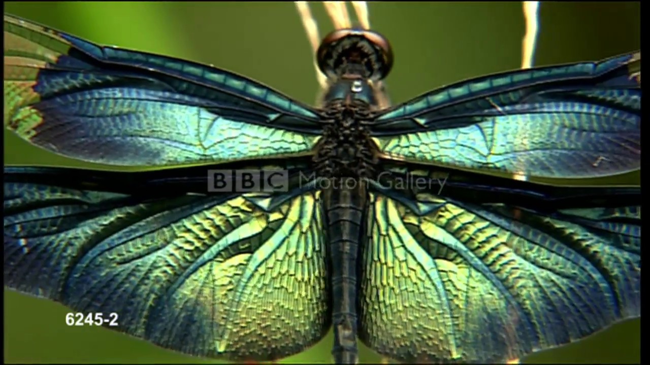 NHK FOOTAGE FROM BBC MOTION GALLERY YouTube