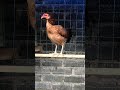 #gallos #gallinas leiper