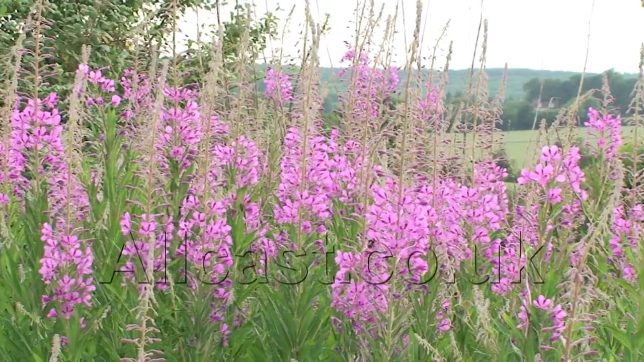 Stock Footage -Wild Flowers 1, Countryside, Nature