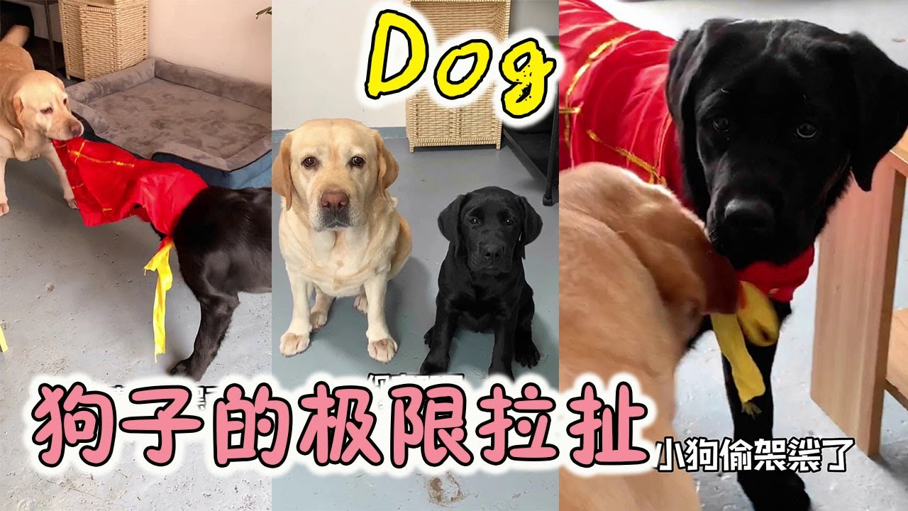 多多真识货,不知道谁把新口罩都扔了,多多捡的口罩你愿意戴吗?#萌宠 #萌宠成精了#dog - YouTube