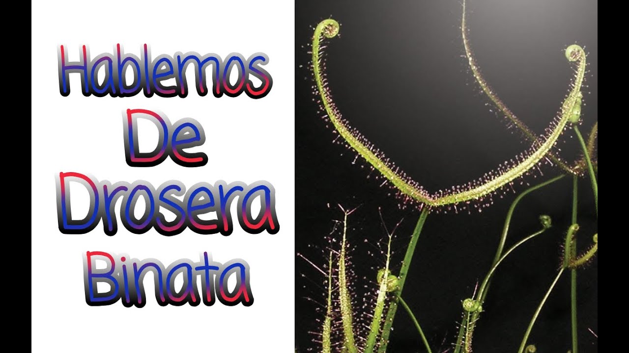 Hablemos de Drosera Binata