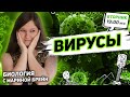 ВИРУСЫ | ЕГЭ